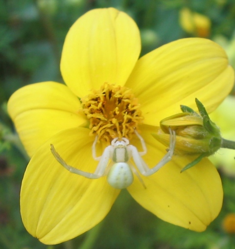 Misumena vatia